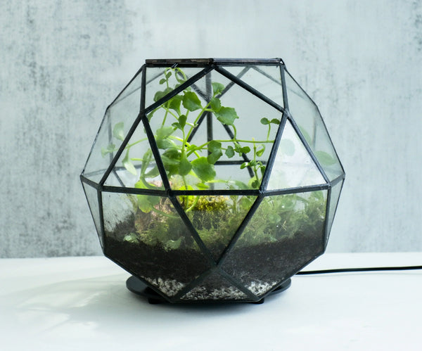 Wholesale Closed Bioactive Terrarium Kit - 8 Pack | Bulk Order