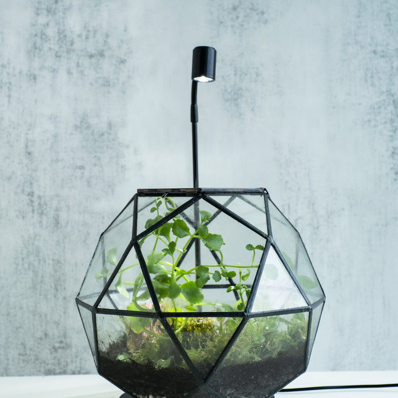 Bioactive Terrarium Workshop