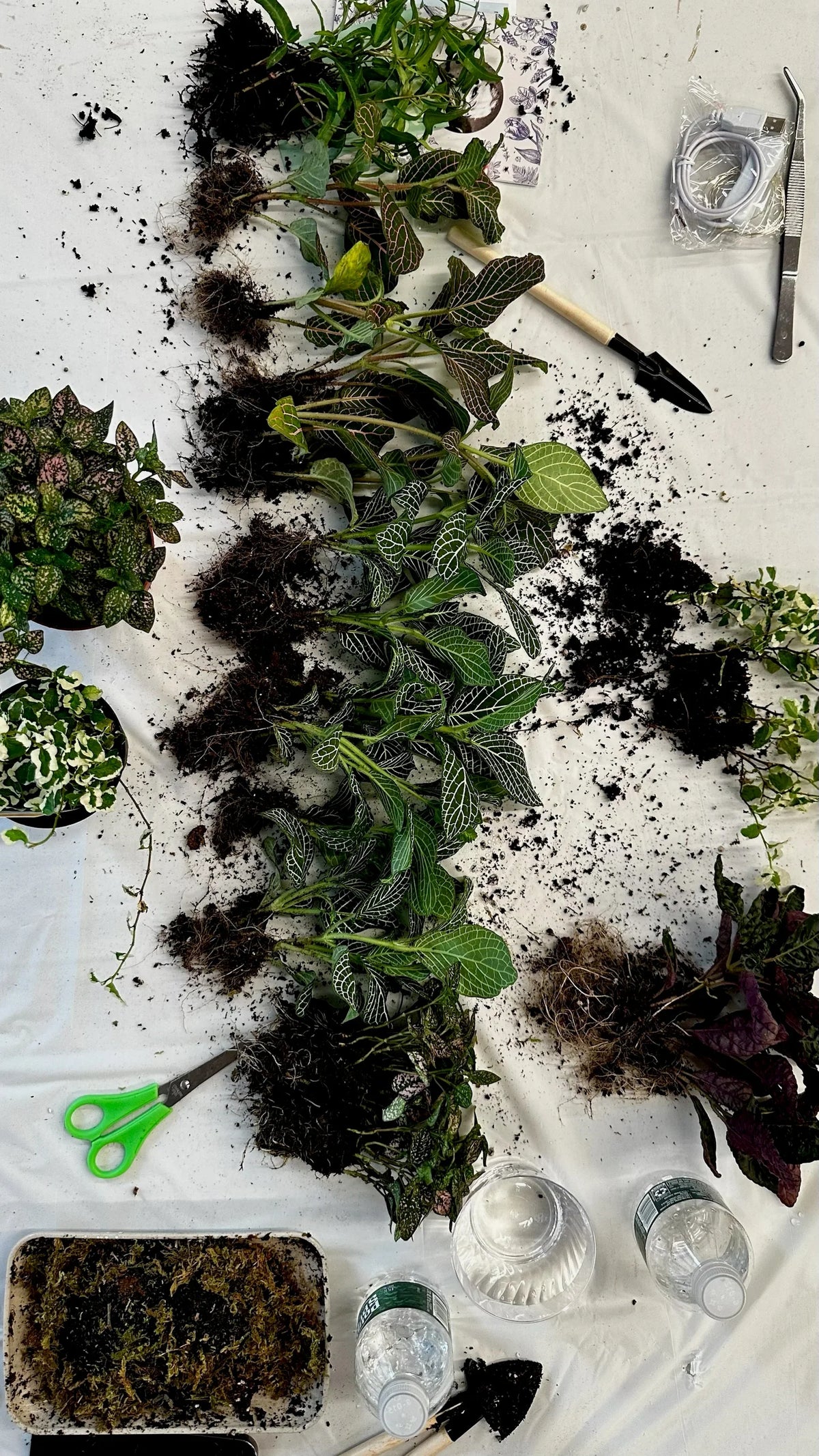 Sip & Plant Experience in NYC, terrarium making with drinks - KraftStories