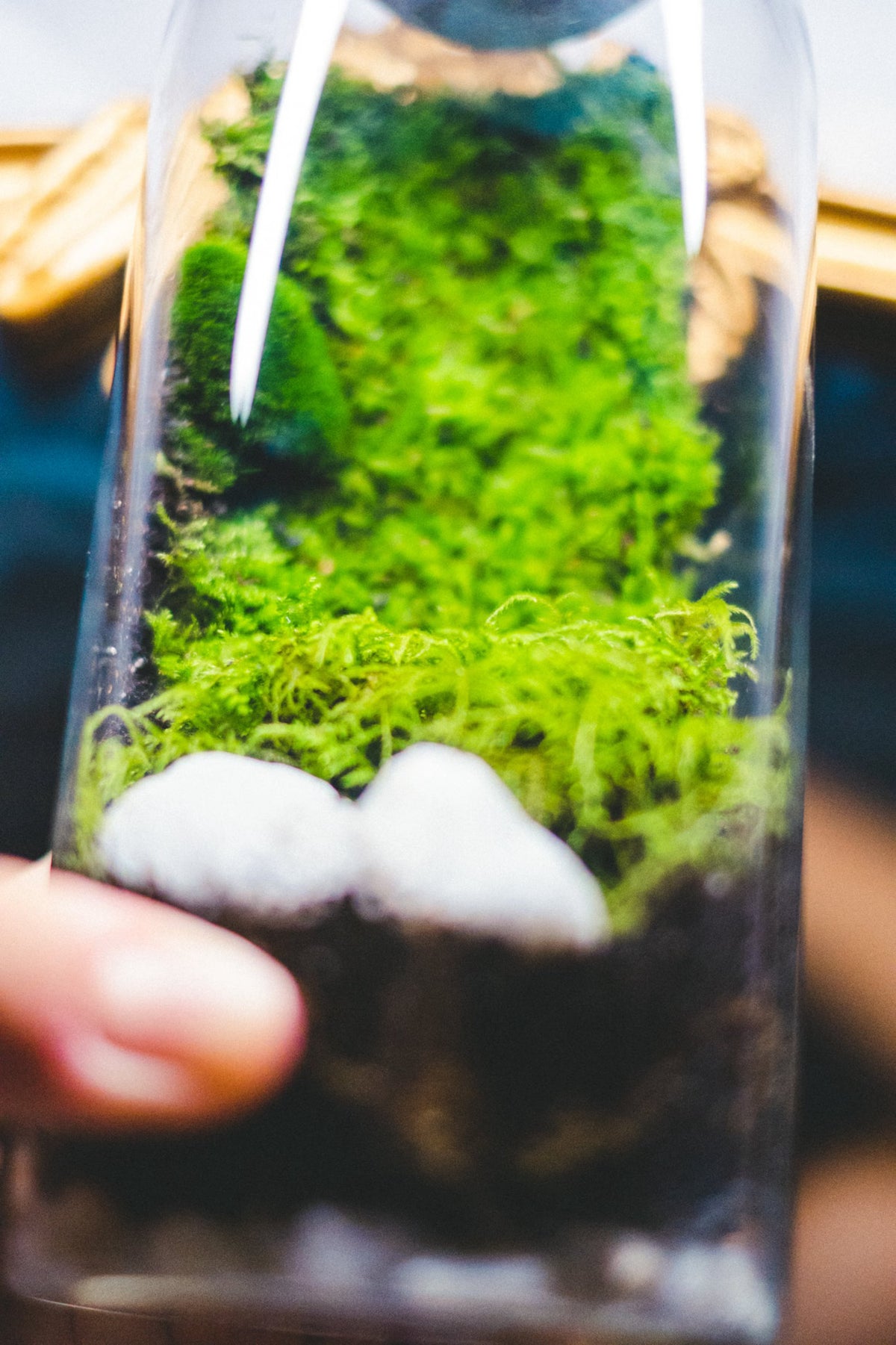 DIY Terrarium Kit with live moss | Mossarium - KraftStories
