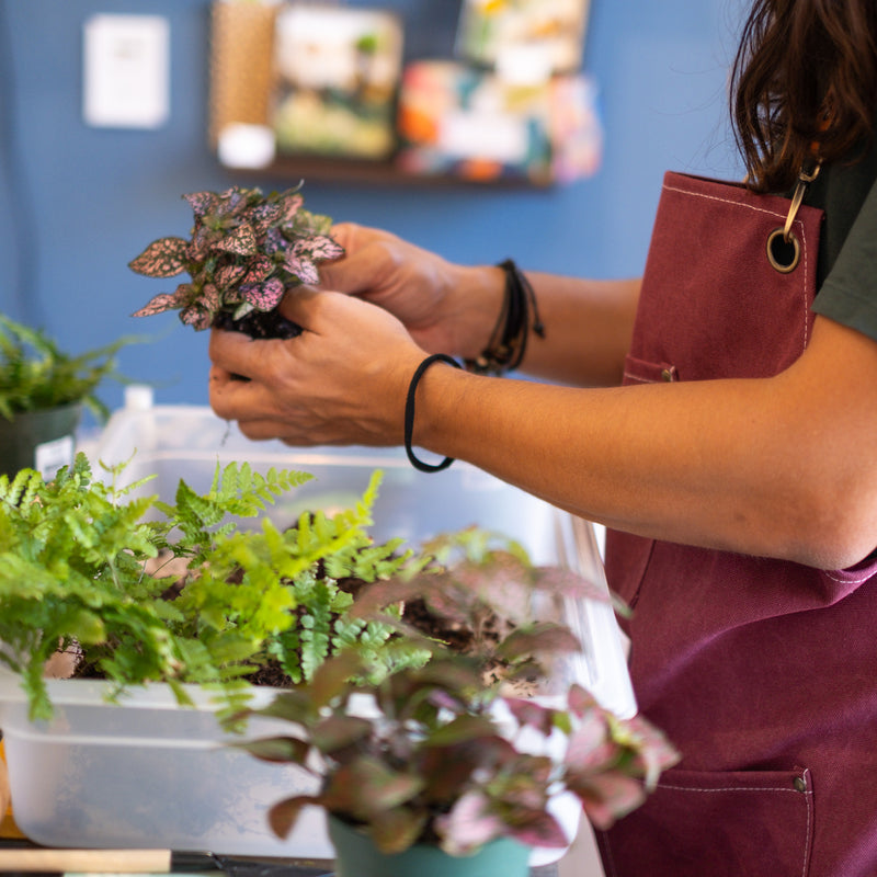 Self Sustaining Terrarium Workshop
