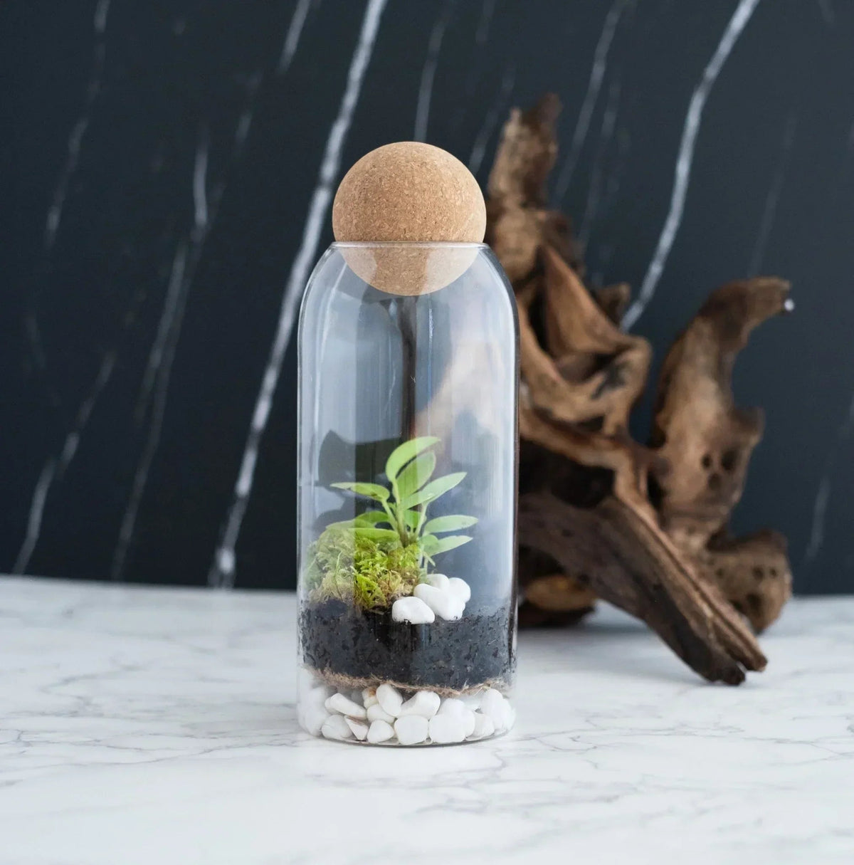 Wholesale closed terrarium kit - finished glass terrarium with live plant