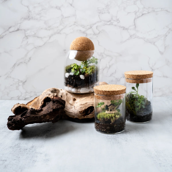 Wholesale Mini Terrarium Kit with Live Moss - 18 Pack | Bulk Order