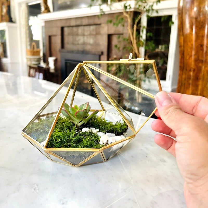 Virtual Plant Workshop – Bioactive Terrarium Experience