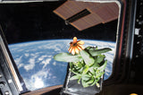 first plant in space, terrarium
