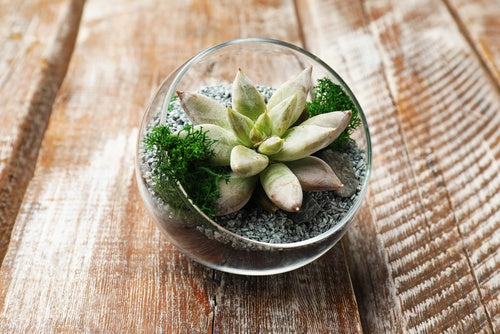 Succulent Terrarium Workshop in Los Angeles - KraftStories