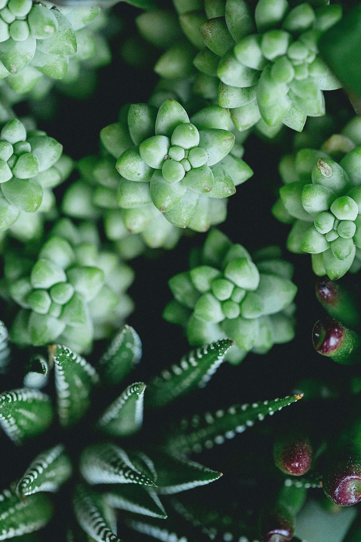 Make your own succulent terrarium class - KraftStories