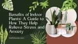 Benefits of Indoor Plants: A Guide to How They Help Relieve Stress and Anxiety