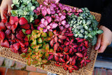 A person holding a basket of colorful plants, likely for a craft or natural food project, reflecting the artisanal focus of KraftStories.