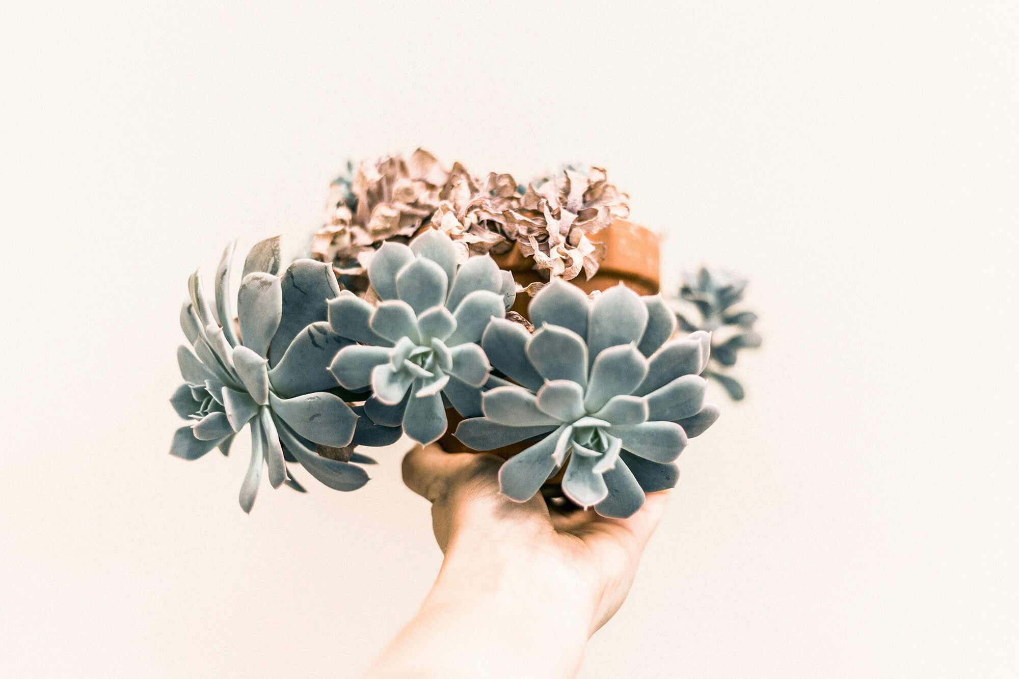 Can You Build a Closed Terrarium with Succulents?