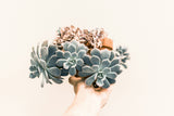 A hand holding a potted succulent plant.