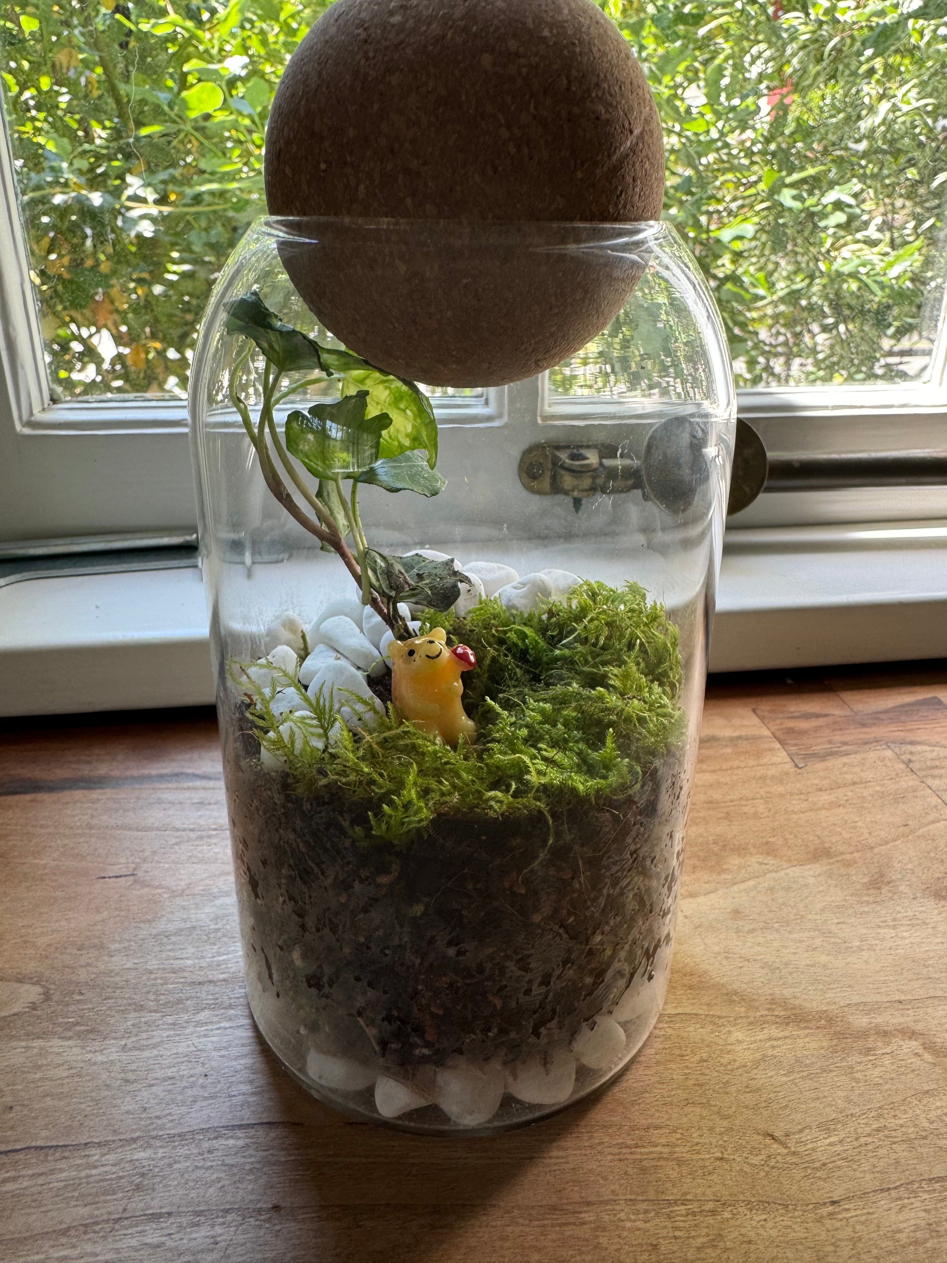 How to make a closed terrarium | Ultimate Guide for Beginners