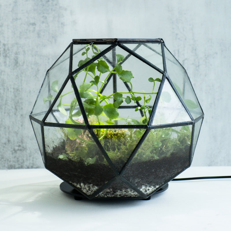 Make a Terrarium in a Sphere Geometric Jar