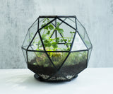 Virtual bioactive terrarium workshop for private bookings, birthdays and teams