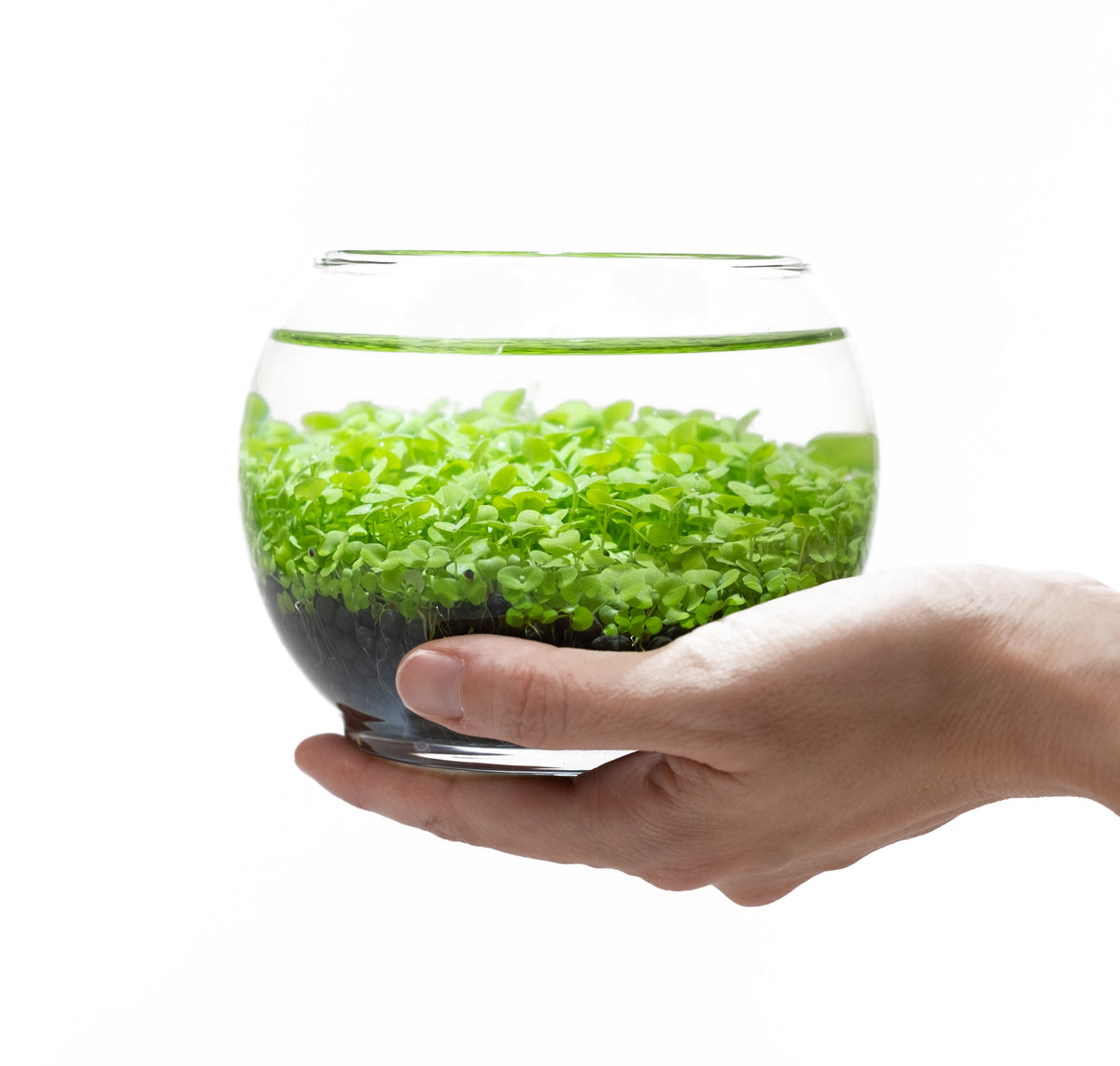 Aquatic Terrarium