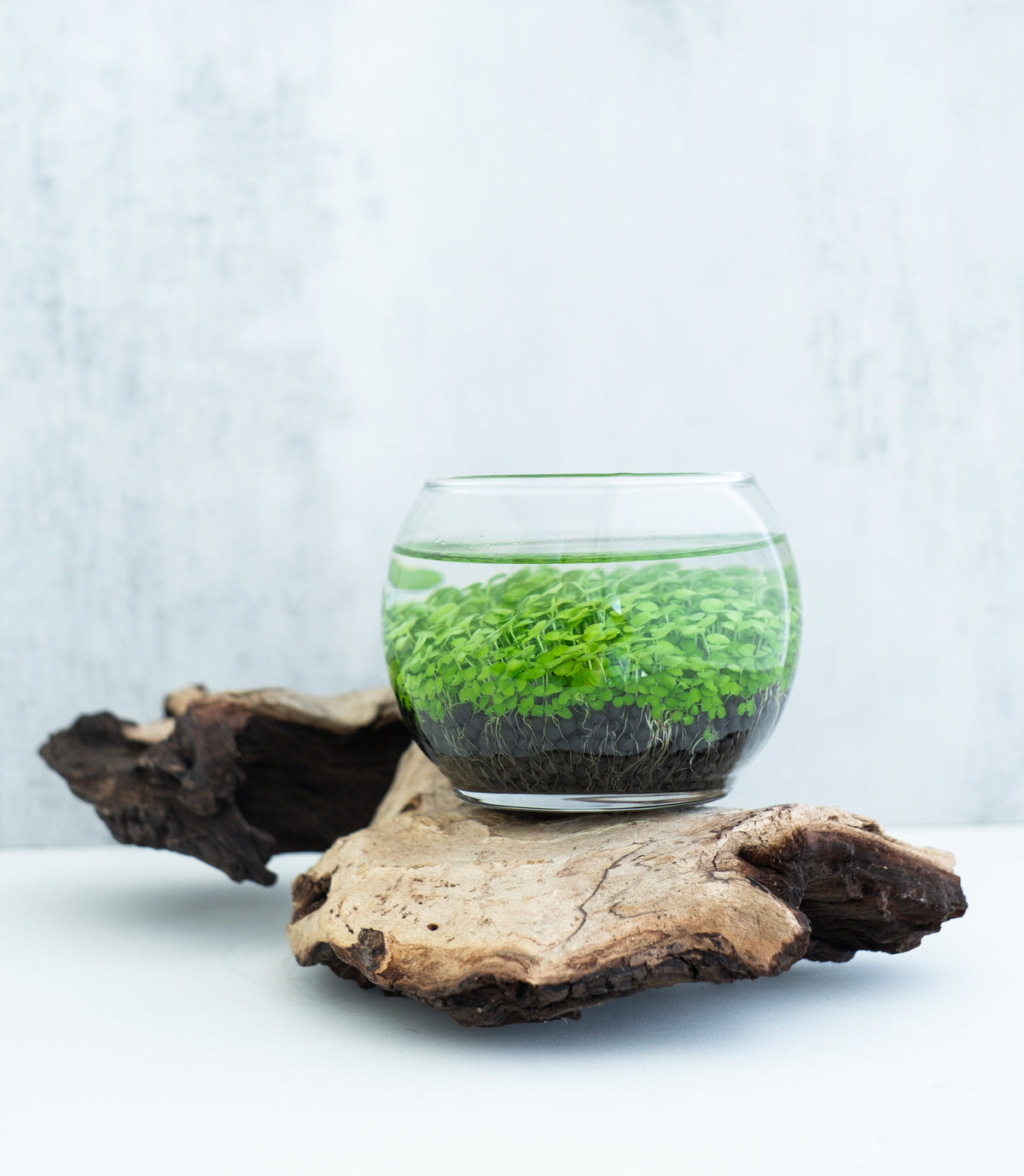 Aquatic Terrarium