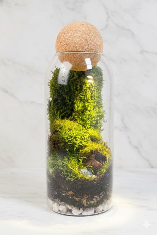 DIY Terrarium Kit with live moss | Mossarium hover