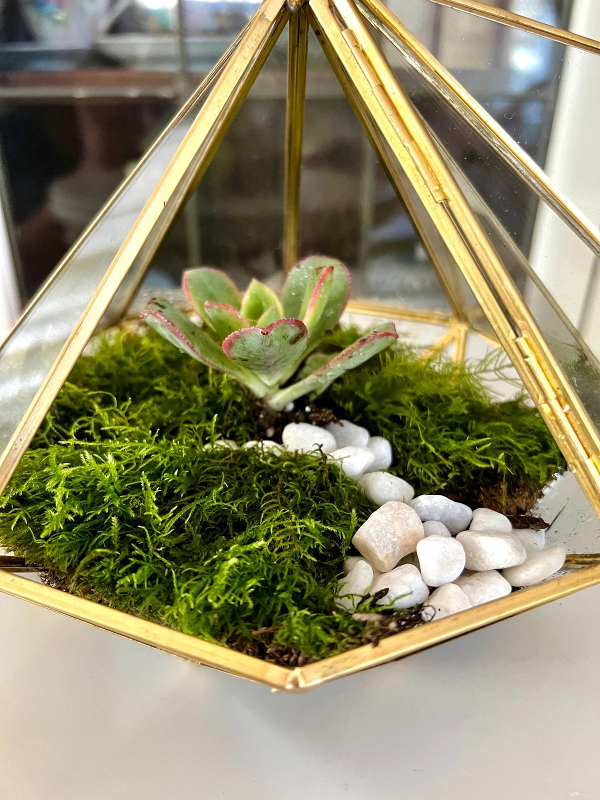 Modern Geometric Bioactive Terrarium Kit - KraftStories