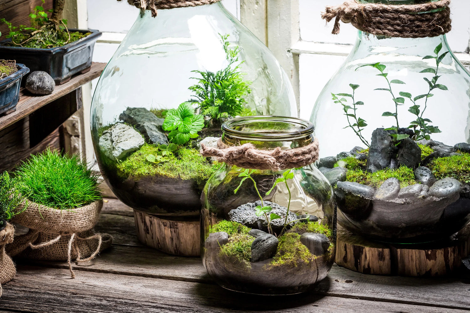 The Signature Terrarium
