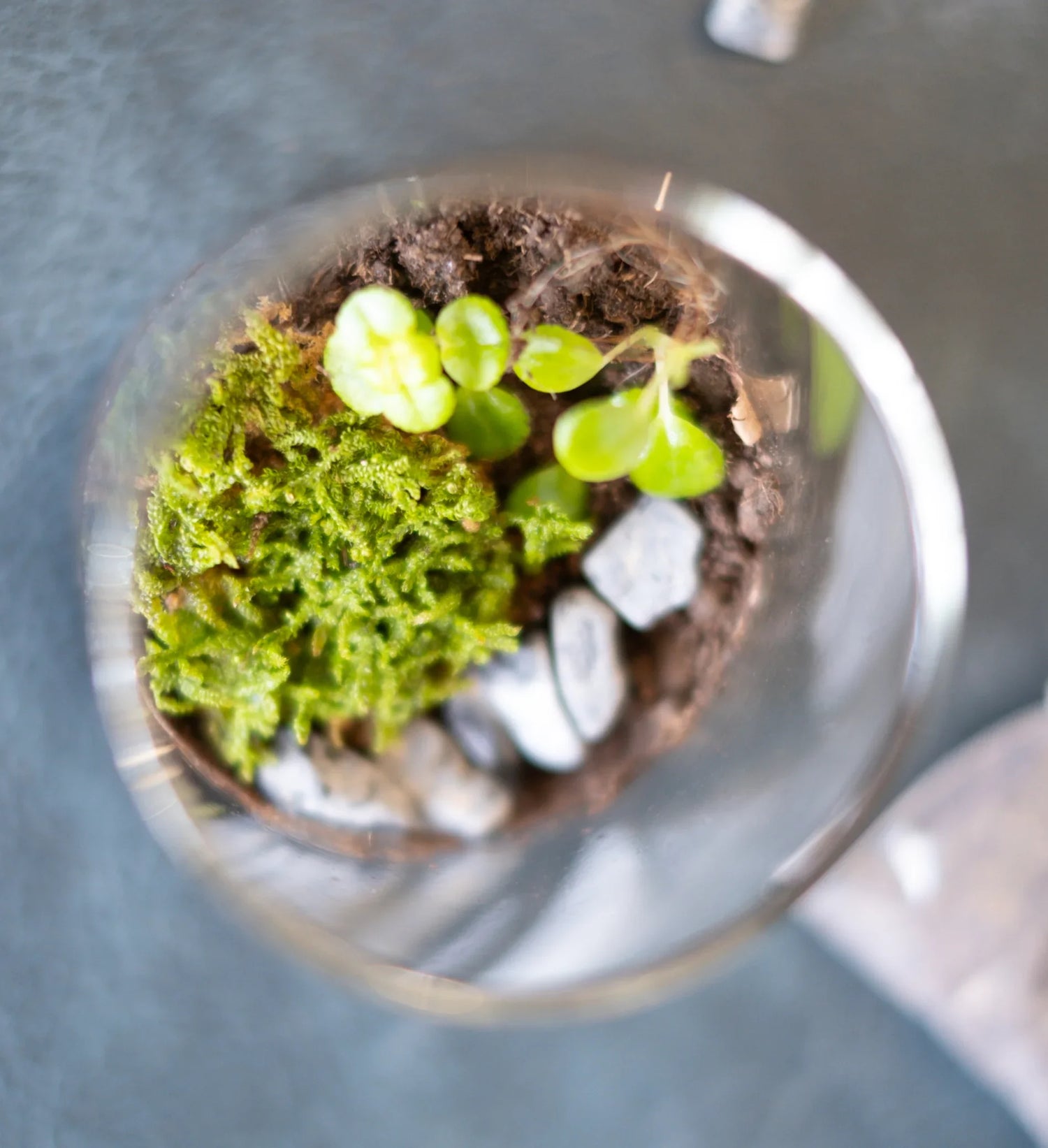 Arts & Craft Class New York, birthday activity, date idea, team building New York, Make a Mini Terrarium - KraftStories
