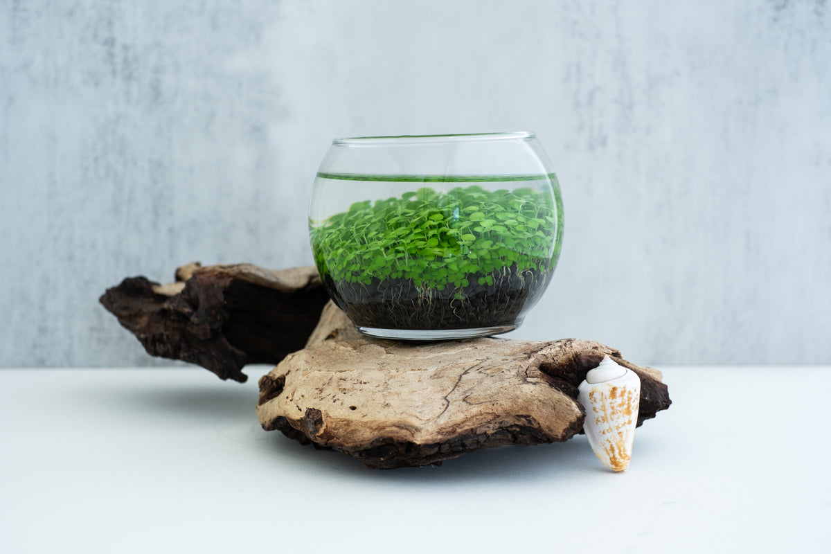 Aquatic Terrarium