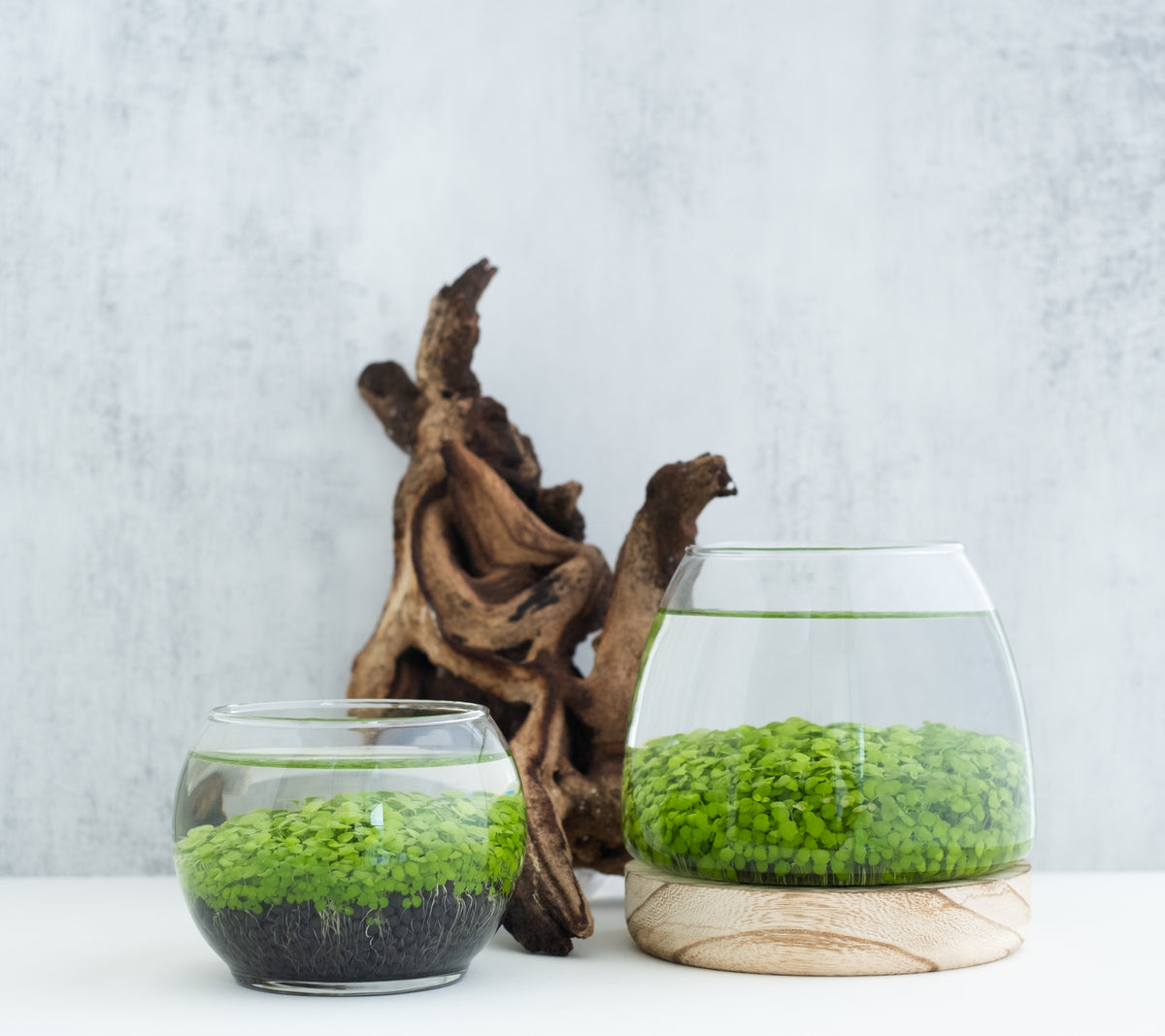Aquatic Terrarium