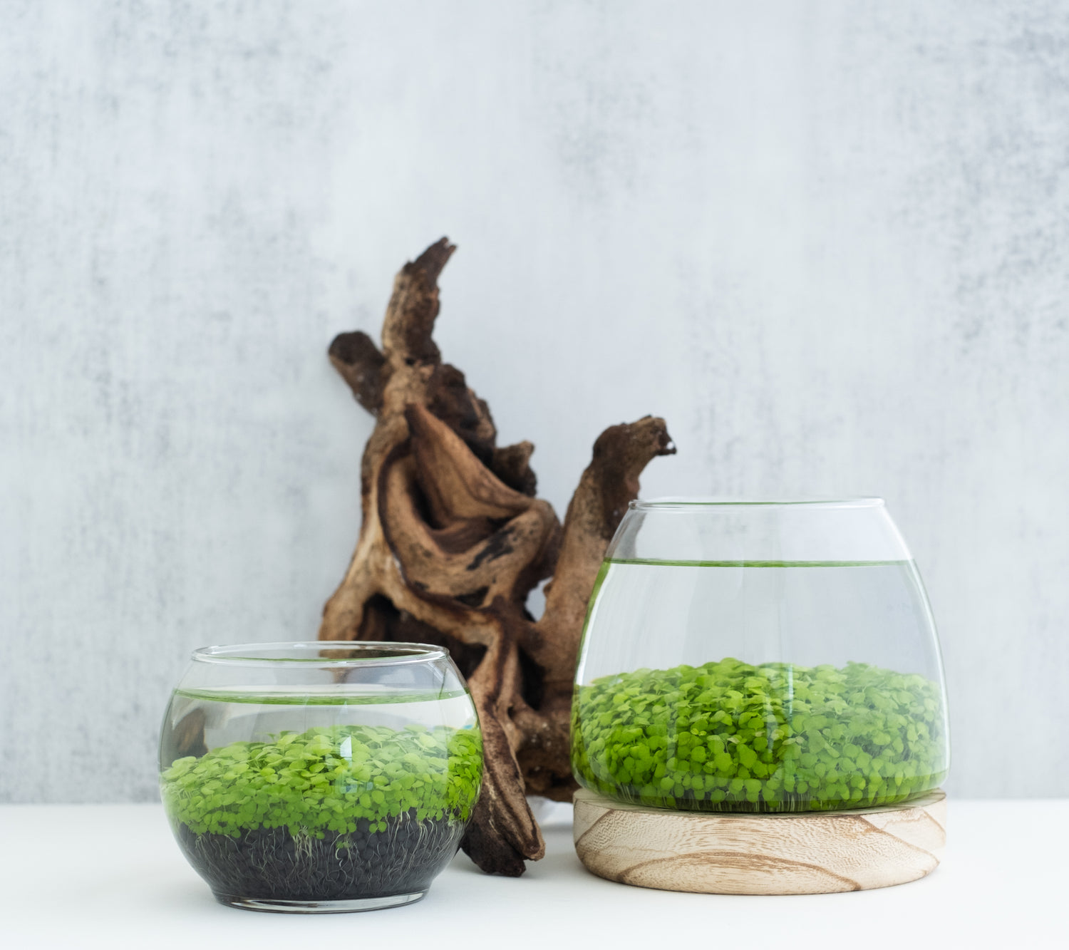 Aquatic Terrarium