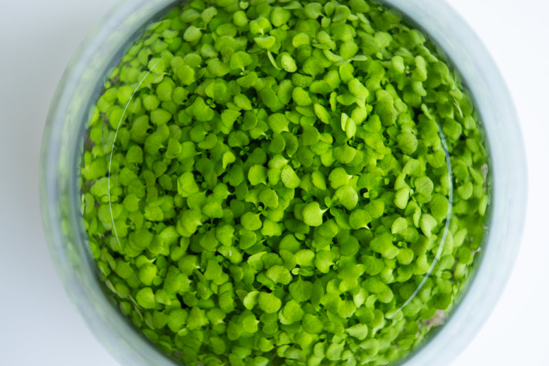 Care and Sprouting Plan