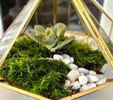 diamond shape terrarium 