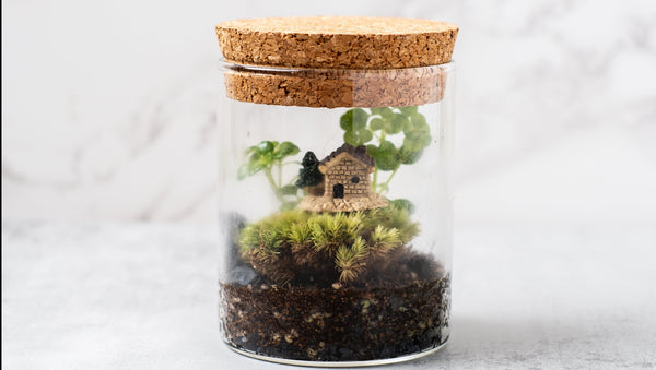 Signature Terrarium