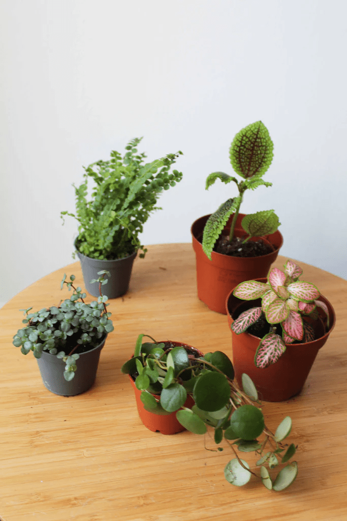 The Signature Terrarium