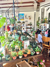 Sip and terrarium workshop in san francisco venue