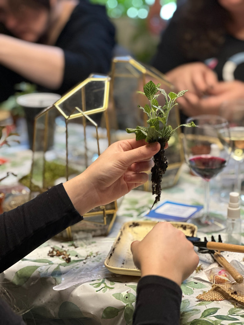 Arts & Craft Class New York, birthday activity, team building in nyc, Wardian Case Terrarium Workshop in NYC - KraftStories