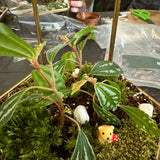 participant's terrarium after a terrarium workshop