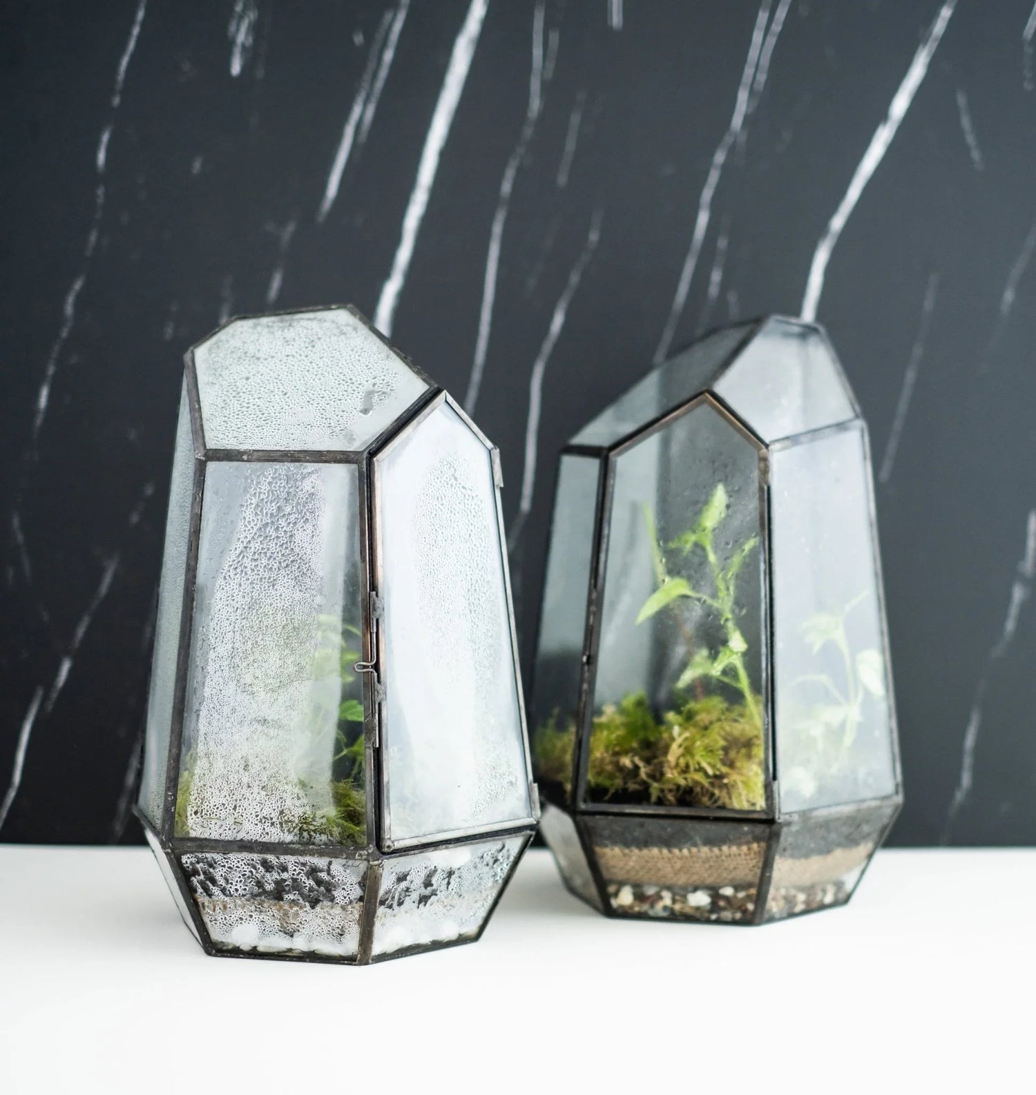Virtual team building event, corporate event, Plant workshop, Wardian Case Terrarium Workshop - KraftStories