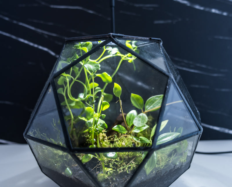 Arts & Craft Class, birthday party activity, private craft, date, Make a Terrarium in a Sphere Geometric Jar - KraftStories