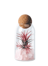 Closed glass terrarium with self-sustaining ecosystem and tropical flora