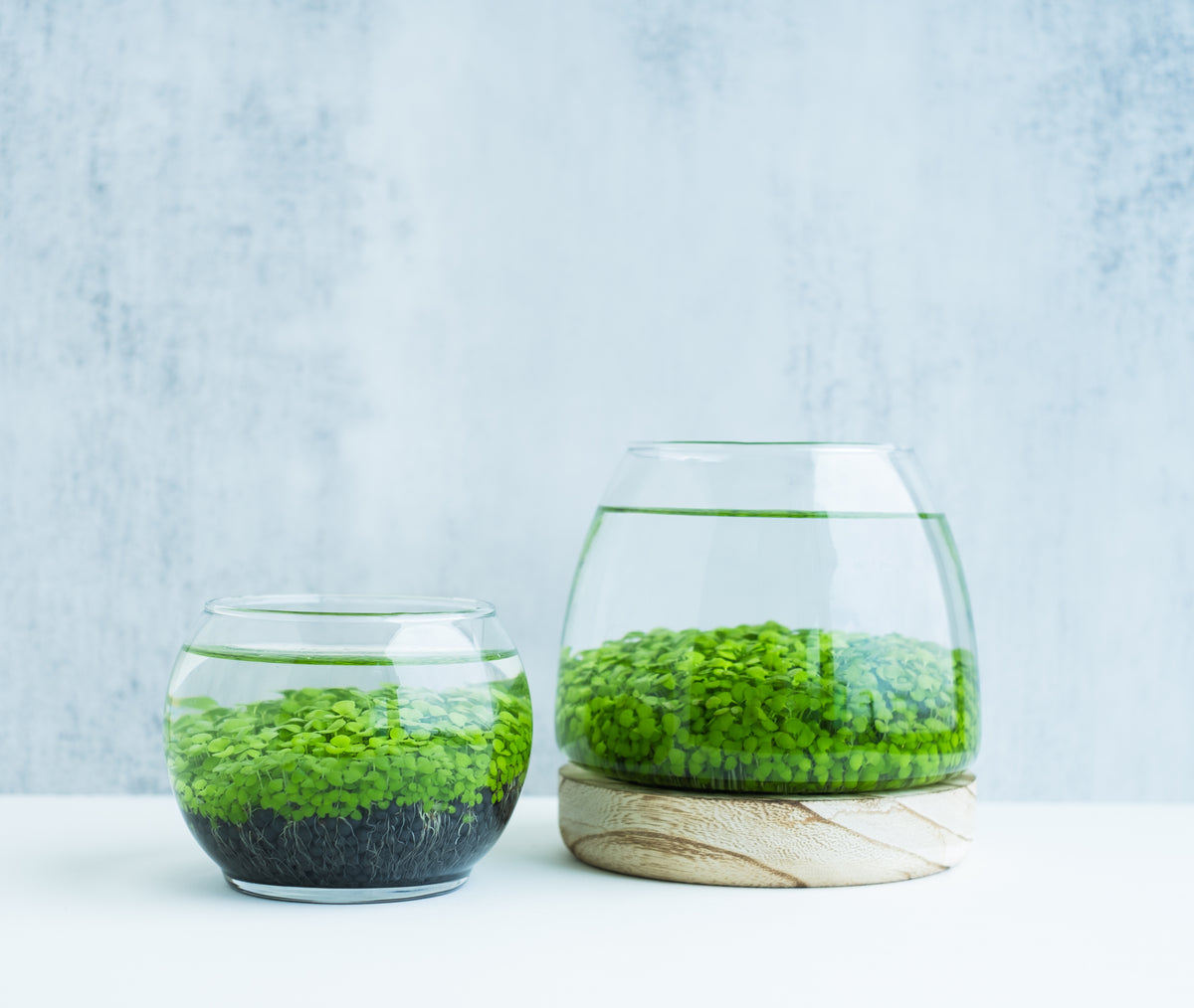 Build an Underwater Ecosystem
