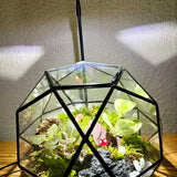 Bioactive Terrarium Workshop