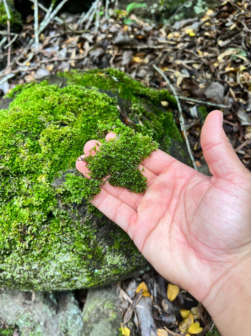 Collecting live moss in the forest