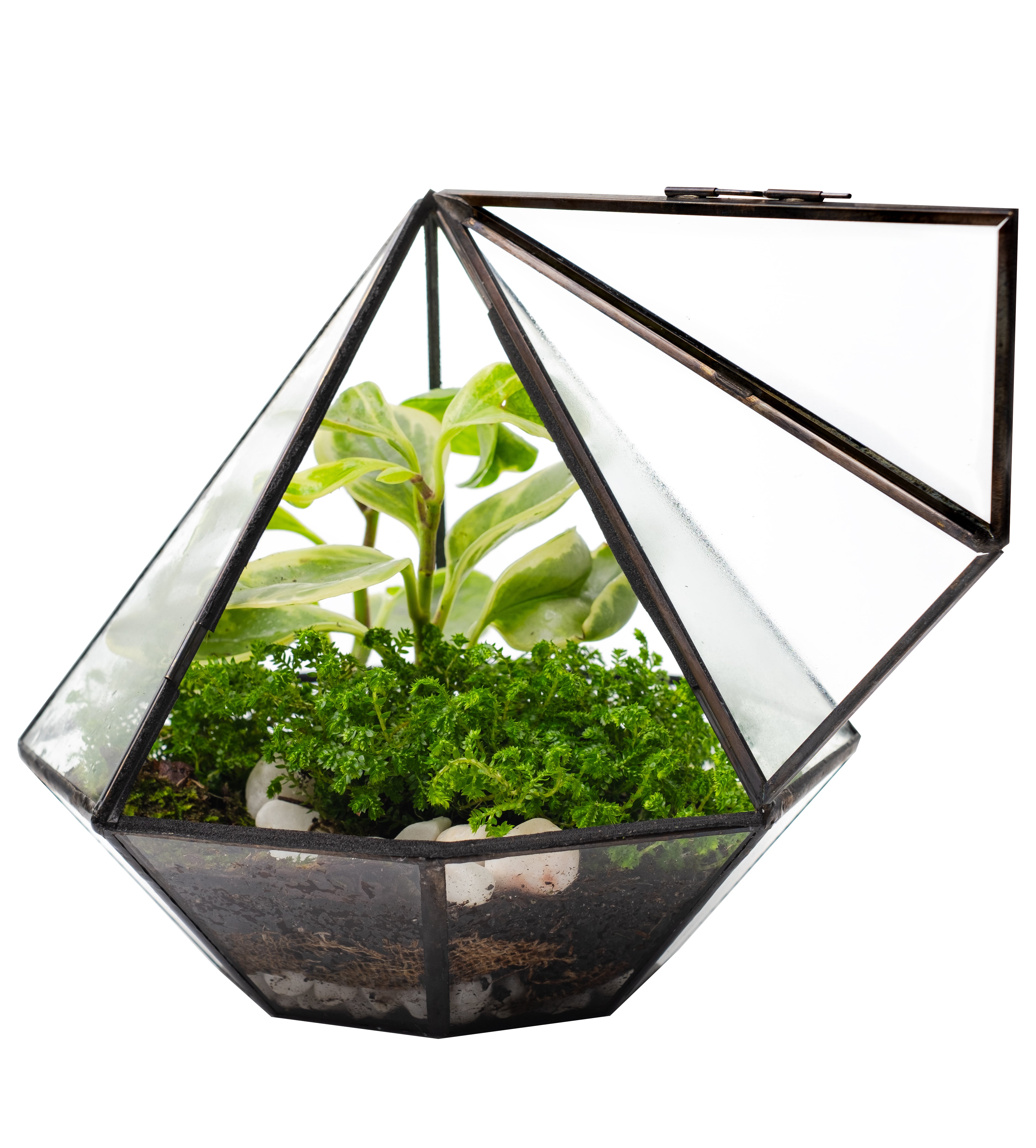 Geometric glass terrarium jar with lush green plants, soil, and pebbles inside. Modern angular design perfect for indoor gardening and arts and crafts projects. Clear view of miniature ecosystem, ideal for closed terrariums and craft kits, Glass Terrarium Containers