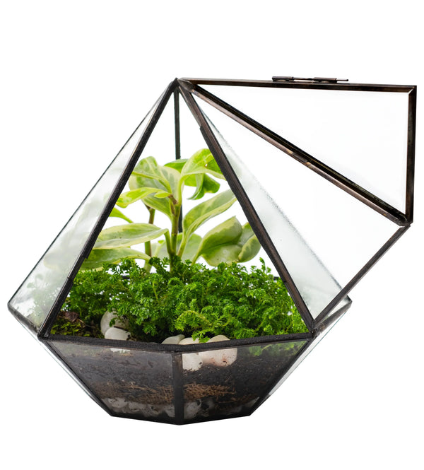 Bulk Set of 8 - Wholesale Geometric Glass Terrarium Jar