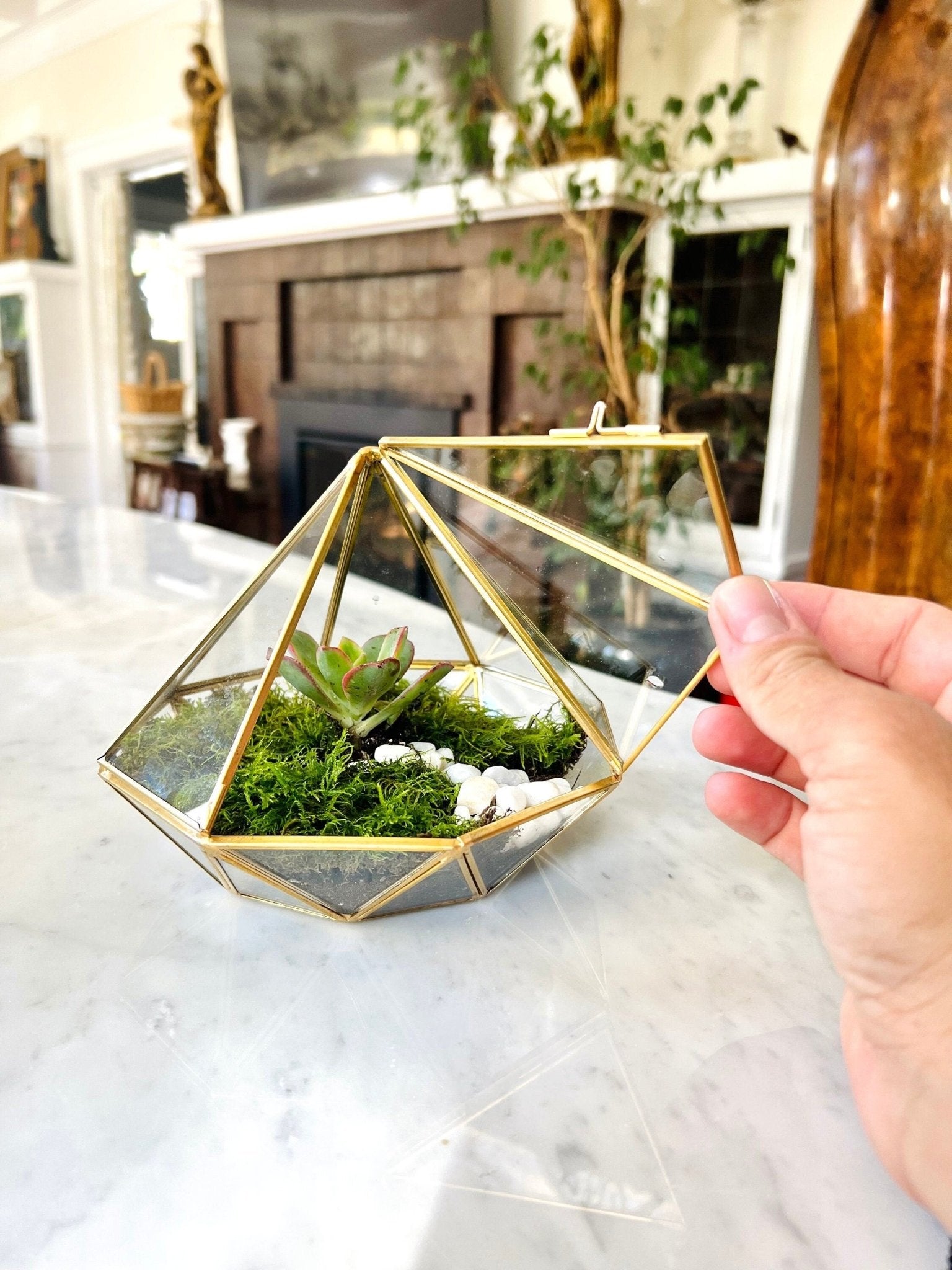 Modern geometric terrarium containing live moss and plants