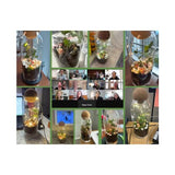 Virtual team building event for global teams, private bookings, Self Sustaining Terrarium Workshop - KraftStories