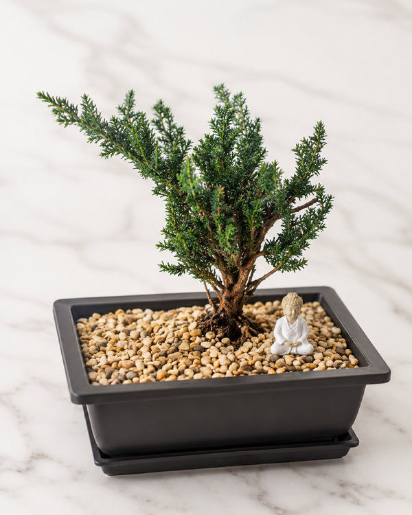 Bonsai Workshop in Westwood, NJ