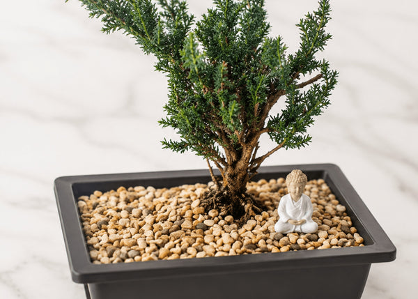 Bonsai Workshop in Westwood, NJ