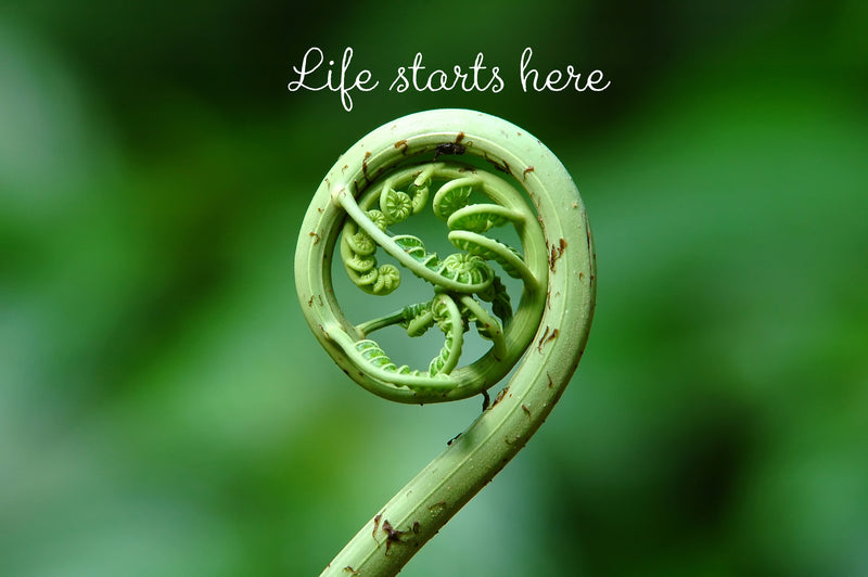 Self Sustaining Terrarium Workshop