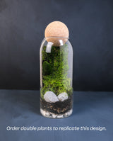 Moss wall art DIY terrarium kit