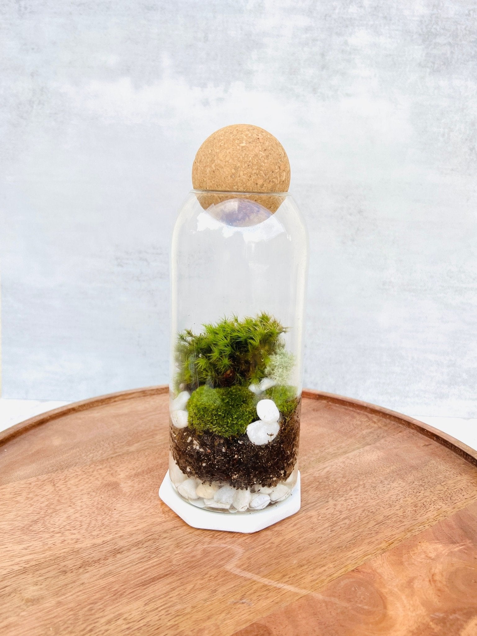 Miniature closed terrarium in a glass jar with moss, plants, and a cork lid, Best Selling Craft Kits,Closed Terrarium Kits,Employee Appreciation Gifts,Plant Lover Gifts,Gifts Under $100,Corporate Branded Gifts,Gifts for Grandma,Craft Kits for Adults