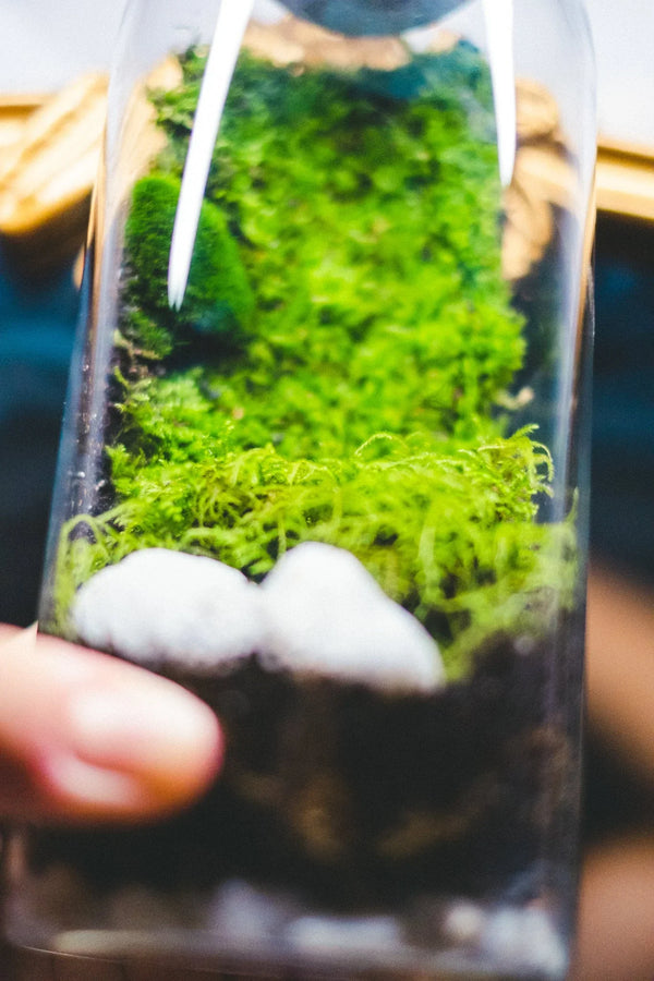 DIY Terrarium Kit with live moss | Mossarium hover